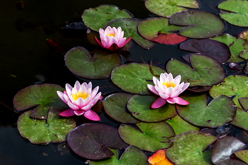 Pink water lilies in pond with green lily pads