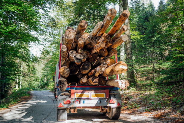 A winding dirt road through a forest shows freshly cut timber and a forestry machine. The scene captures the autumn mood with bare trees and a cloudy sky.