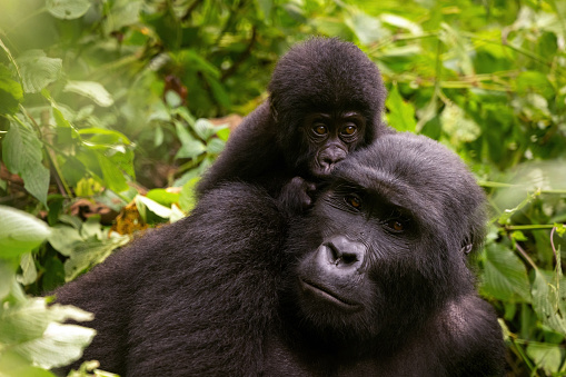 Adult female gorilla with baby, Gorilla beringei beringei, in the lush foliage of the Bwindi Impenetrable forest, Uganda. Members of the Muyambi family habituated group of the conservation programme.