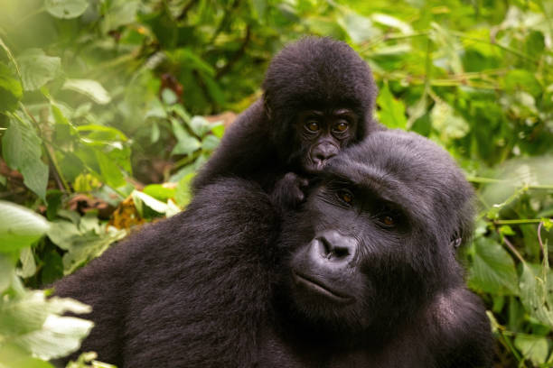 Adult female gorilla with baby, Gorilla beringei beringei, in the lush foliage of the Bwindi Impenetrable forest, Uganda. Members of the Muyambi family habituated group of the conservation programme stock photo