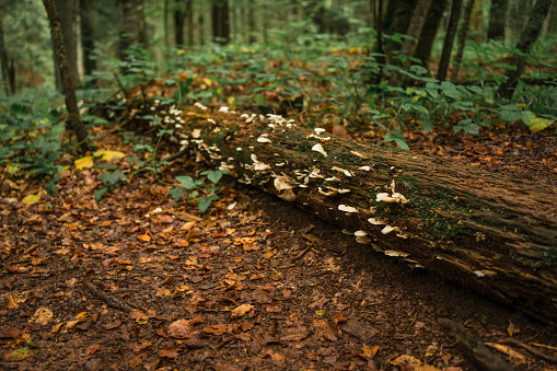 Family of mushrooms on a tree trunk in the forest