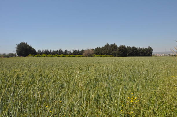 istock The beautiful Wheat on farmland 1430105383