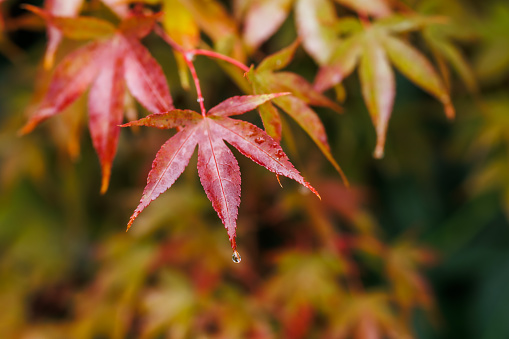 Red maple leaf with raindrop. Autumn garden. Natural background in fall season