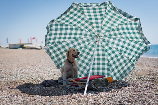 Cheerful golden retriever on the beach, sunbathing under her umbrella