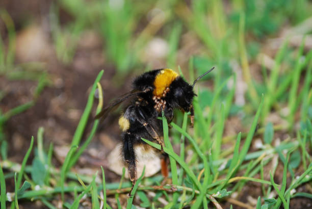 Close-up of bumblebee standing with parasites all over his body.