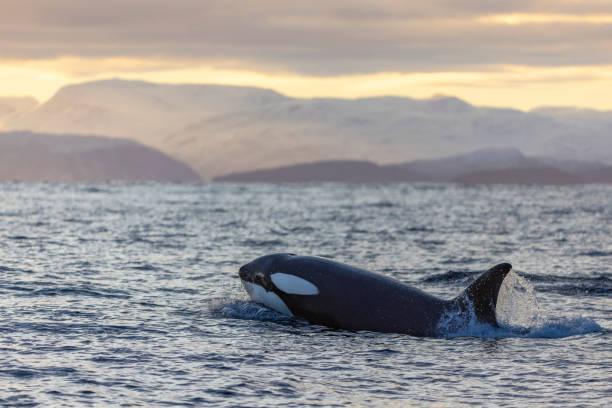 a killer whale swims in the light of sunset