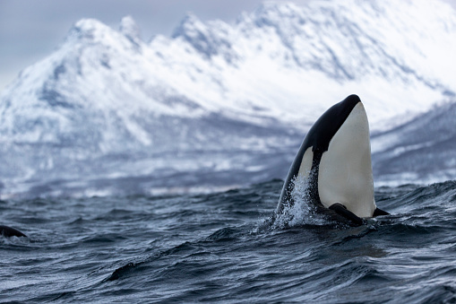 a killer whale inspects the surroundings in Tromsø, Troms og Finnmark fylke, Norway