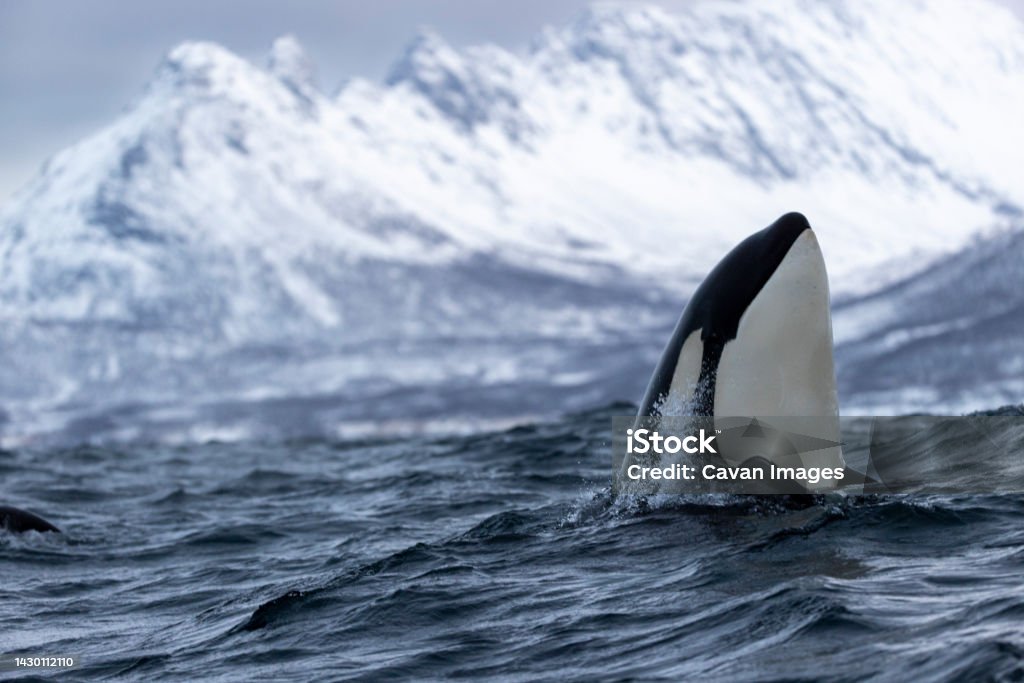 a killer whale inspects the surroundings a killer whale inspects the surroundings in Tromsø, Troms og Finnmark fylke, Norway Orca Stock Photo