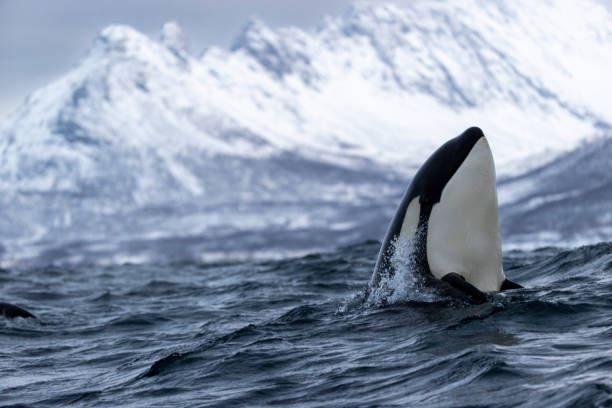 a killer whale inspects the surroundings a killer whale inspects the surroundings in Tromsø, Troms og Finnmark fylke, Norway tromso stock pictures, royalty-free photos & images