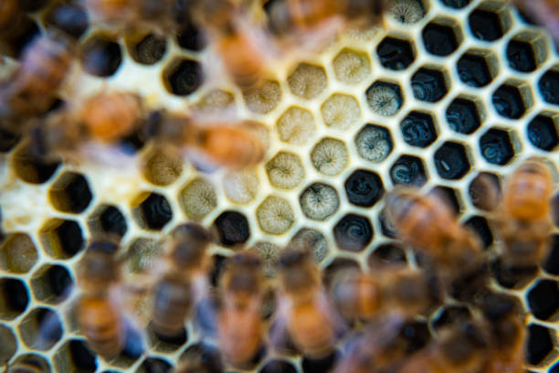 Honeybees busy working at their beehive. in Greenfield, Minnesota, United States