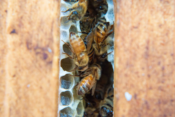 istock Honeybees busy working at their beehive. 1430112146