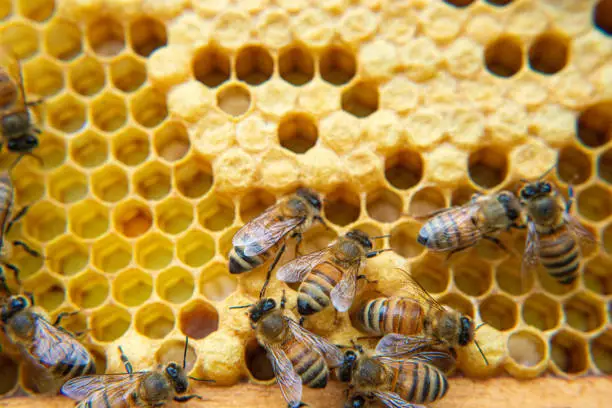 Photo of Honeybees busy working at their beehive.