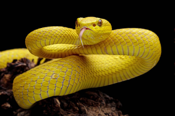 istock high venomous yellow viper snake isolated on black background 1430112585