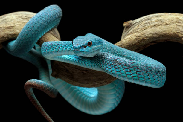 istock full length blue viper snake on a branch with head facing forward 1430112591