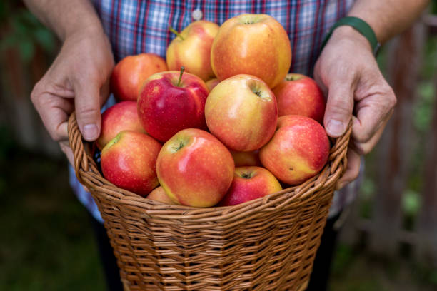 istock Mans hands with basket full freshly harvested apples. Gala apples. 1430112965