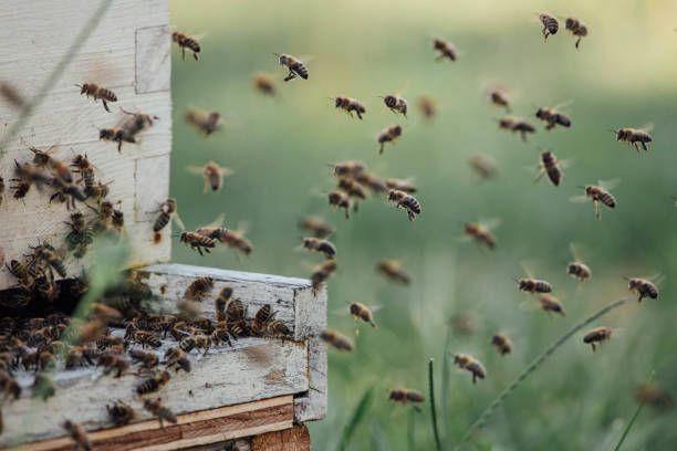 Honey bees flying to and from hive stock photo