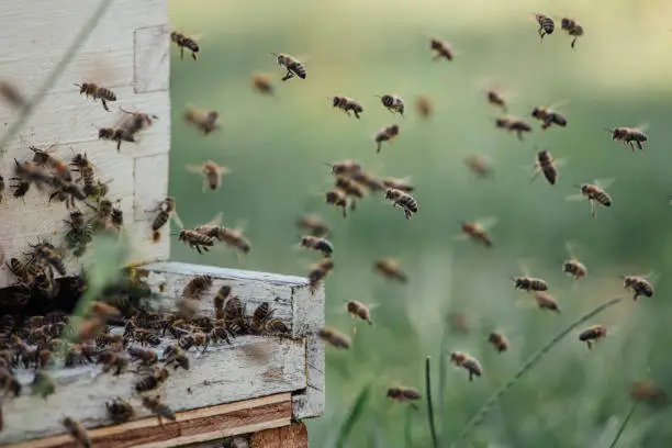 Honey bees flying to and from hive in Windsor, Ontario, Canada