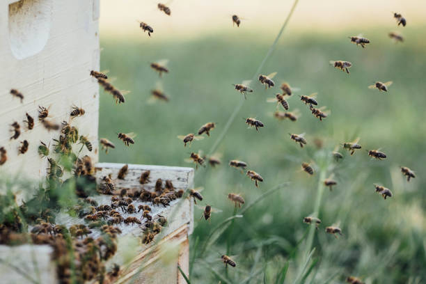istock Honey bees flying to and from hive 1430113069