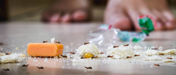 czerwone mrówki cukierkowe na brudnej podłodze, jedzące cukierki i okruchy rozrzucone na podłodze, wymagają czyszczenia - anthill macro ant food zdjęcia i obrazy z banku zdjęć
