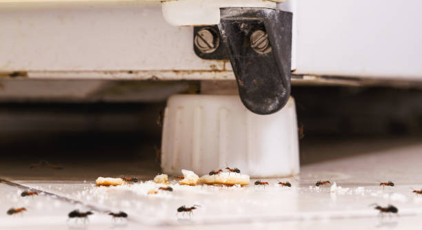 istock small red ants on a spoon with sugar, pest problems indoors, dirty kitchen floor full of ants, insect pest inside the house, need cleaning and pest control 1430114520