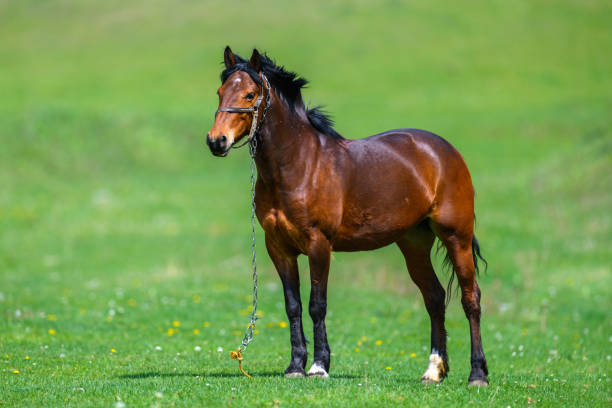 istock Brown Horse on the pasture 1430114592
