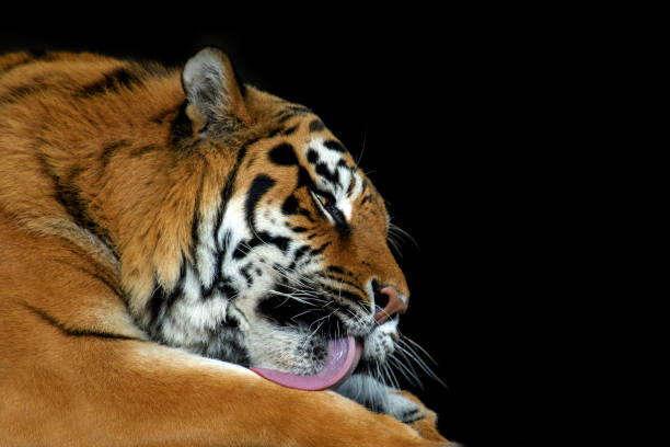 istock Angry big tiger isolated on black background 1430114677