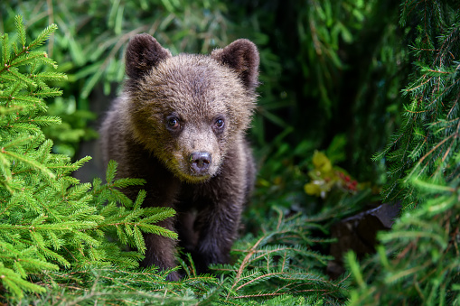 Young brown bear cub in the forest with pine branch. Wild animal in the nature habitat