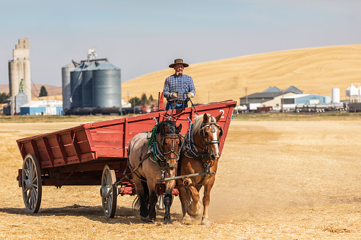 USA, Washington State, Whitman County. Palouse. September 6, 2021. Vintage horse drawn farm wagon.