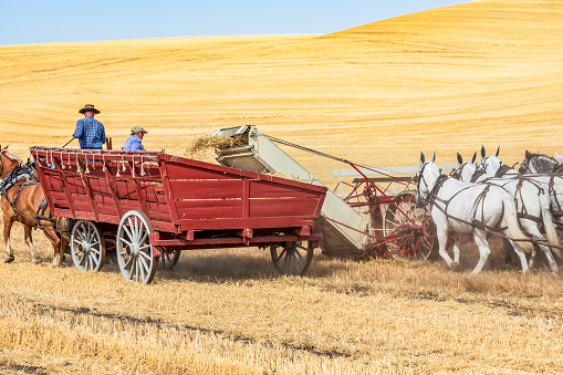 USA, Washington State, Whitman County. Palouse. September 6, 2021. Harvesting wheat with a vintage horse drawn thresher.