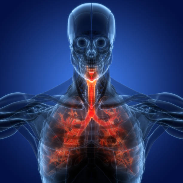 istock Human Respiratory System Lungs Anatomy 1430118140