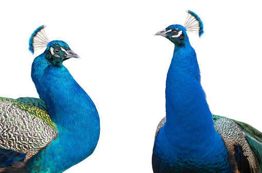 two blue peacock portrait isolated on white background