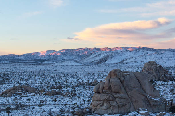 istock Joshua Tree in the snow 1430119881