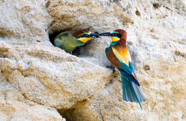 istock European Bee Eater (Merops Apiaster) Feeds Juvenile In Breeding Burrow With Bumblebee 1430120188