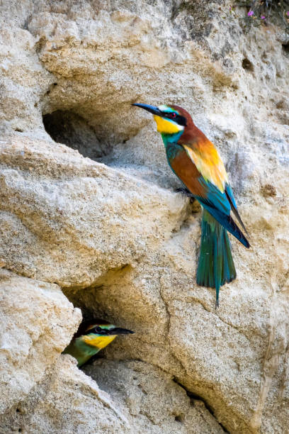 istock European Bee Eater (Merops Apiaster) Feeds Juvenile In Breeding Burrow With Bumblebee 1430120710