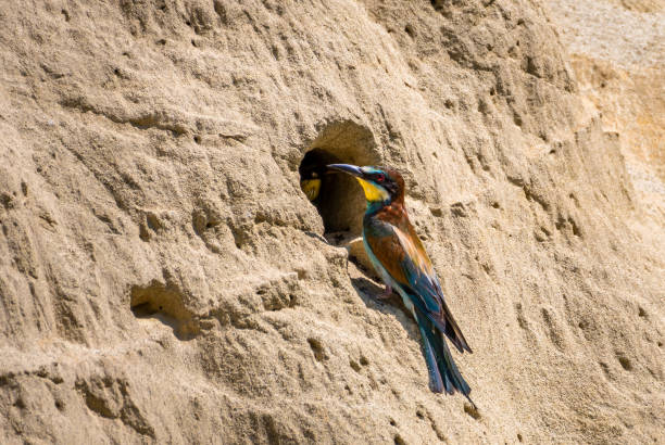 istock European Bee Eater (Merops Apiaster) Feeds Juvenile In Breeding Burrow With Bumblebee 1430121032