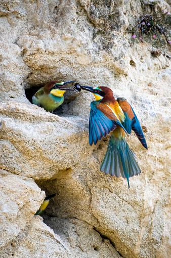 European Bee Eater (Merops Apiaster) Feeds Juvenile In Breeding Burrow With Bumblebee