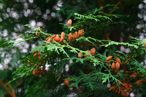 a branch of thuja coniferous with cones