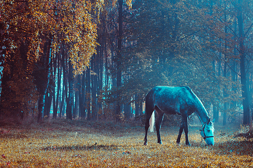 Fairy horse. Paranormal world. Strange forest in a fog. Mystical atmosphere. Dark wood. Fairytale forest. Background wallpaper. Scary forest trees in a fog. Cinematic Processing.