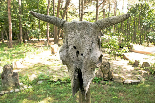 istock Old skull of cow on wooden post 1430122485