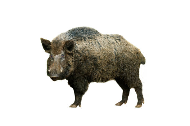 istock wild boar isolated on white background 1430123017