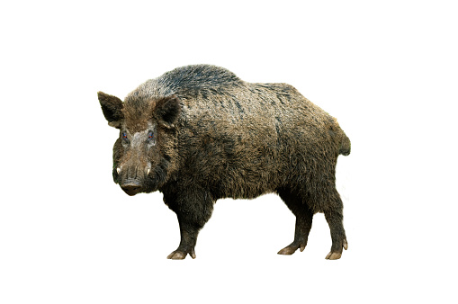 wild boar isolated on white background