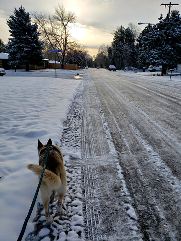 Dog sniffs along edge of road in a snowy neighborhood in the early morning hours.