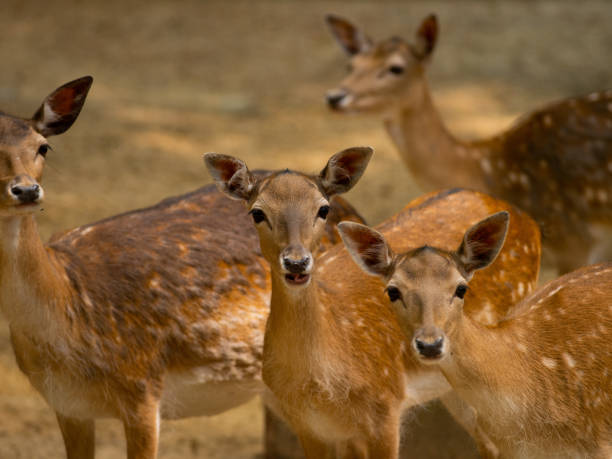 istock european fallow deers (dama dama) on a brown background 1430123261