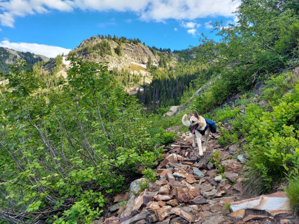 istock Dog with backpack walks along rocky hiking trail 1430123545
