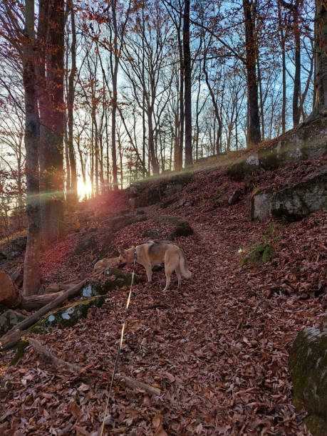 Photo of Dog on leash on leaf-covered trail
