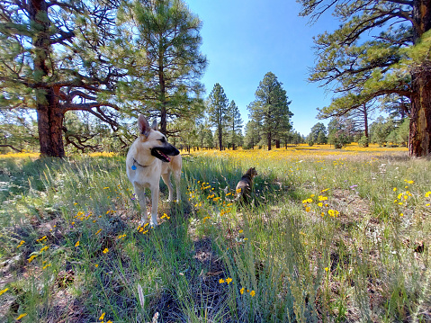 Dog and cat pair enjoying the grassy meadow filled with late summer flowers. Photo was taken in the Coconino National Forest near Flagstaff, Arizona, United States.