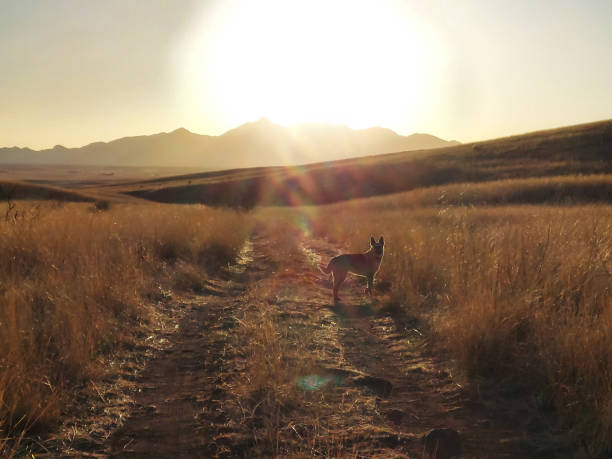 Dog glows in the backlighting of the sun setting on a dirt road in the grassy hillsides of southern Arizona, United States. Image has an out-of-focus, dream-like quality with a shining lens flare from the sun.
