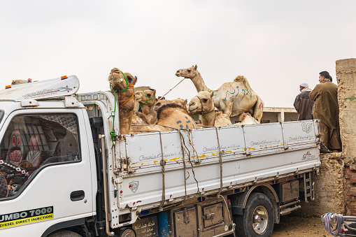 Birqash, Cairo, Egypt. February 18, 2022. Camels in a truck at the Birqash Camel Market outside Cairo.