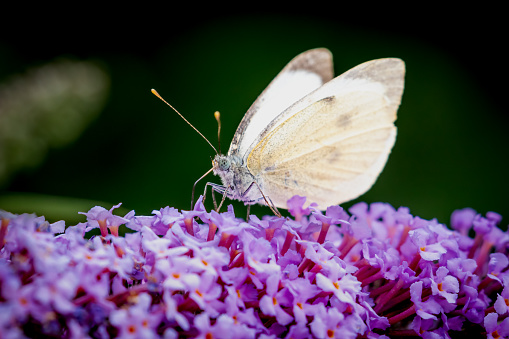 The Common Cabbage White Butterfly