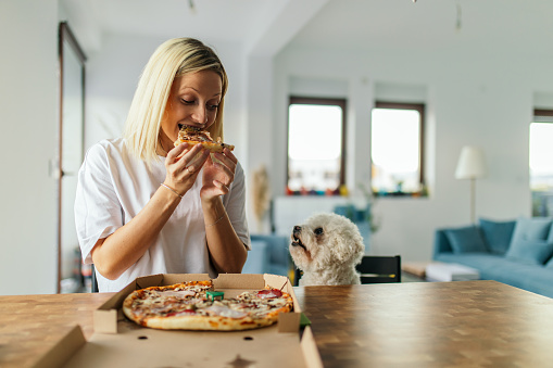 Young pregnant woman sitting next to the kitchen counter and eating pizza from delivery pizza box. Beside her is her cute little dog, waiting to get some bite from her owner
